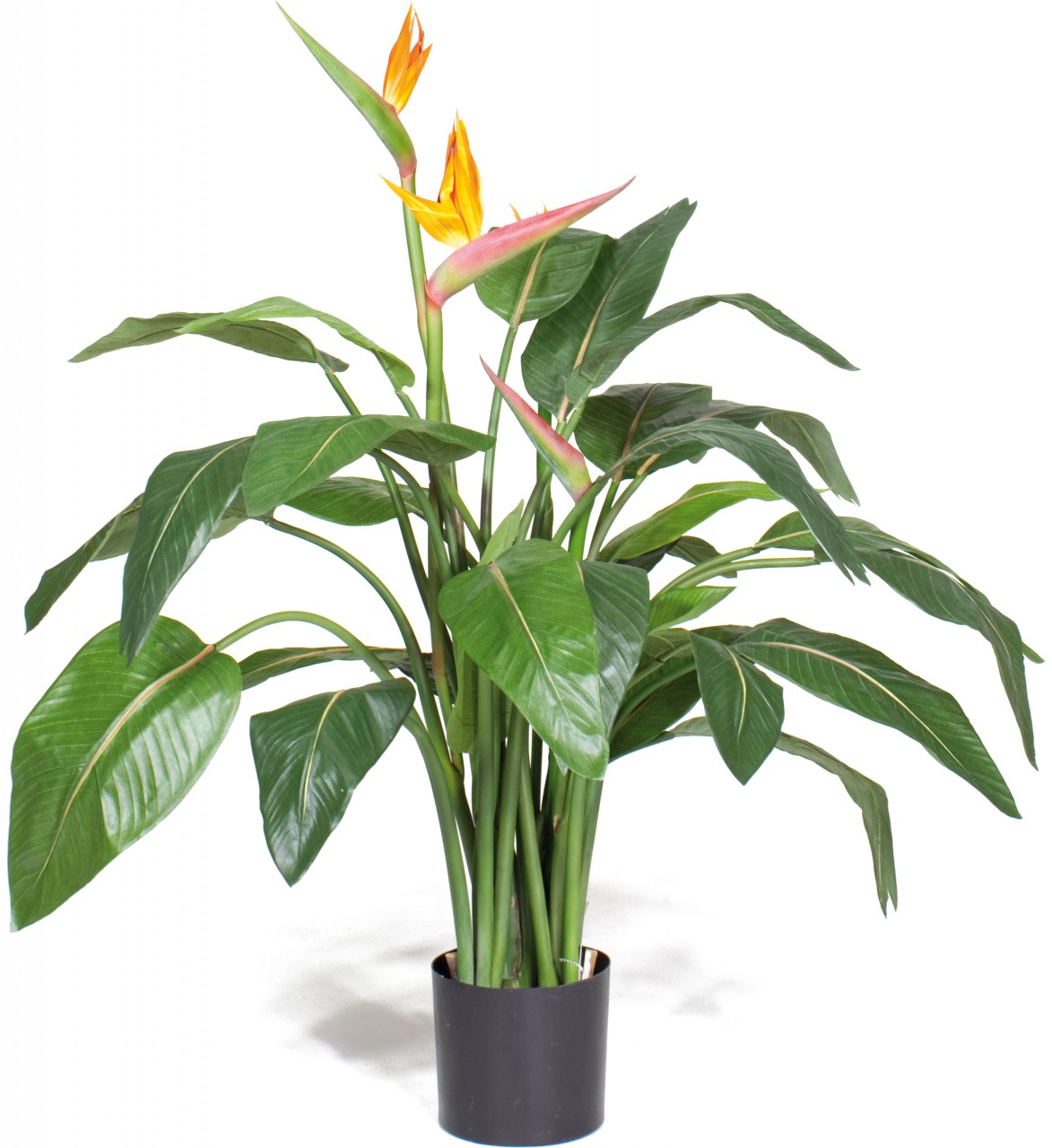 STRELITZIA EXCLUSIVE Kunstpflanze, 150 cm