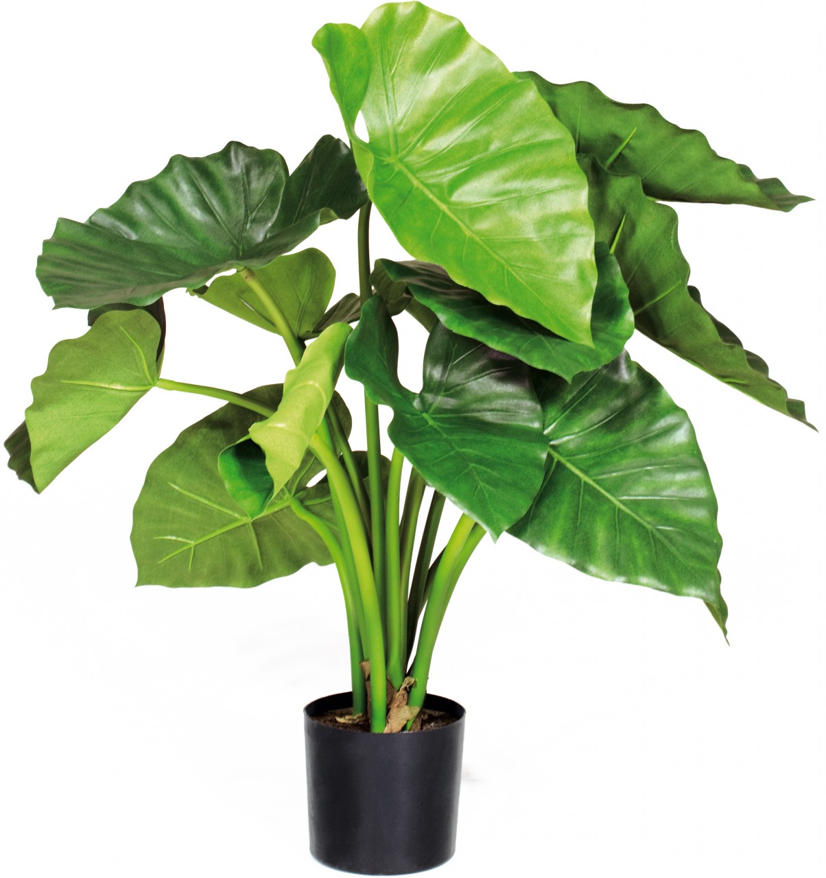 ALOCASIA CALIDORA Kunstpflanze, 80 cm