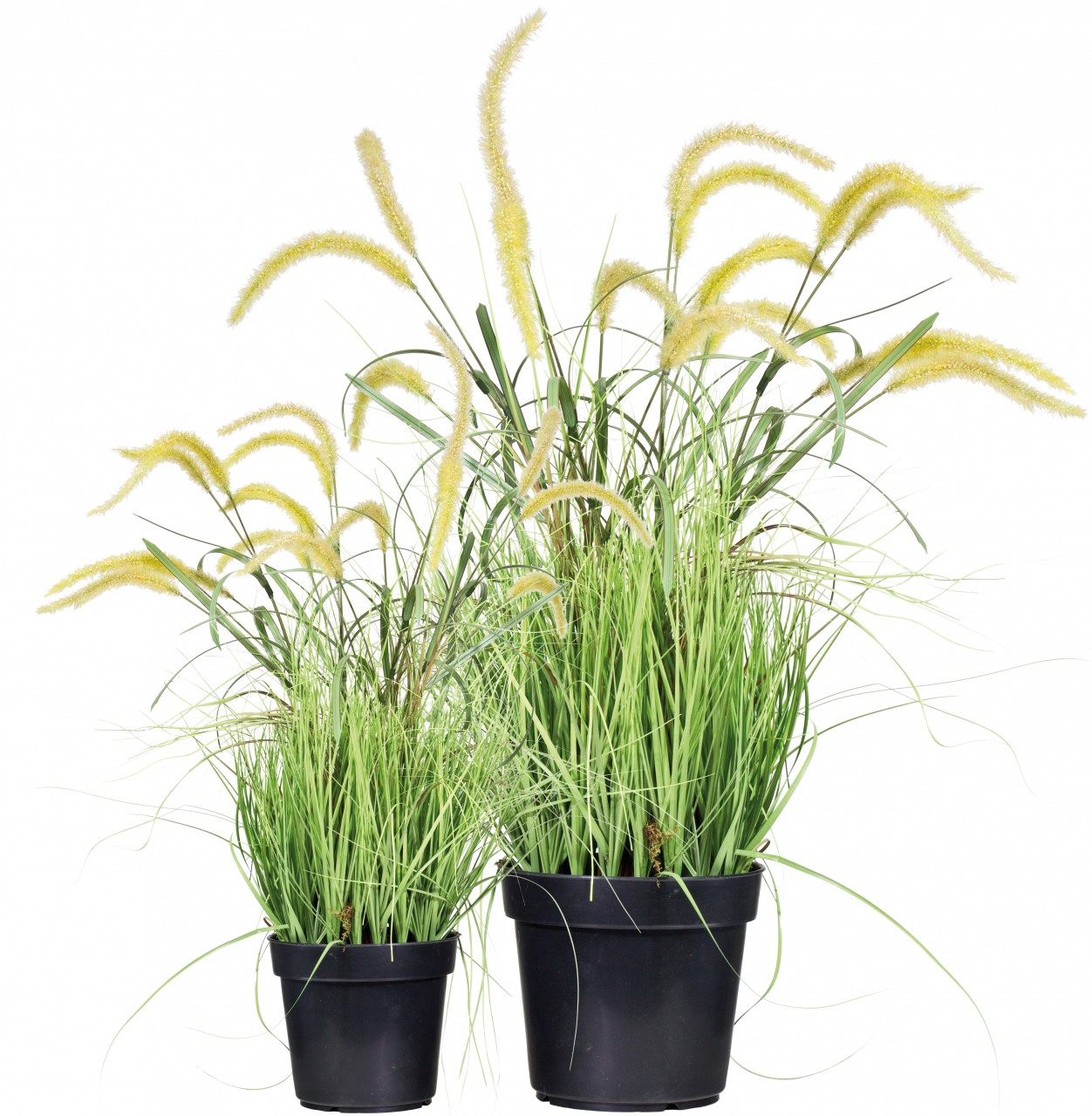 FOXTAIL GRAS Kunstpflanze, 90 cm